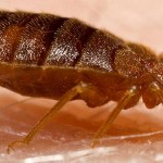 BedbugOnSkin
